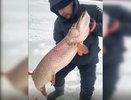 Кировские рыбаки поймали в пруду 20-килограммовую щуку: «Это теленок, а не рыба»