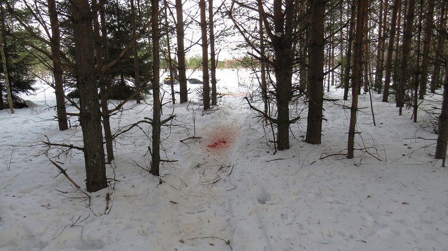 Охотник на BMW пытался вывести 150 кг мяса после незаконного убийства лося в Кировской области