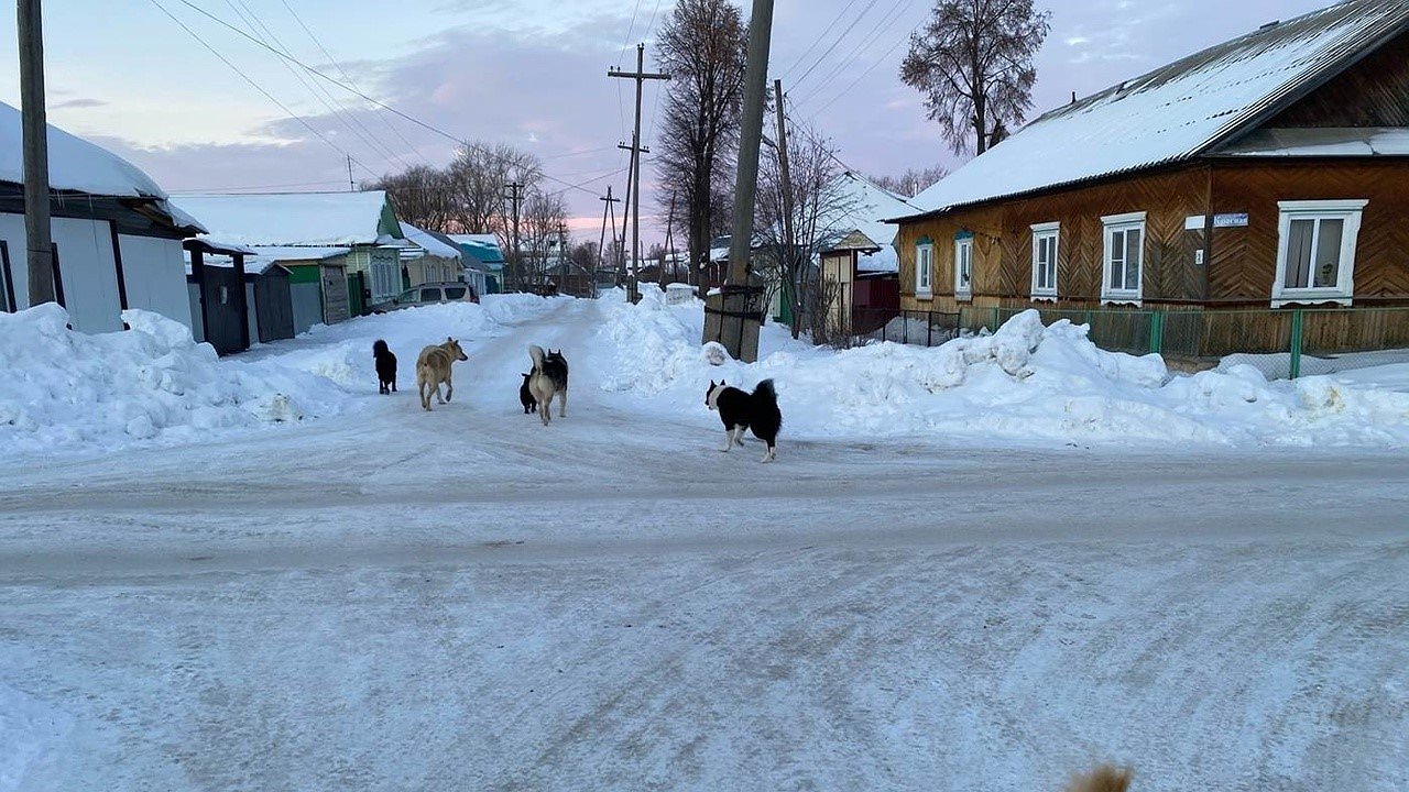Главная картинка новости: В Уржуме собака покусала пенсионера