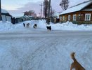 В Уржуме собака покусала пенсионера