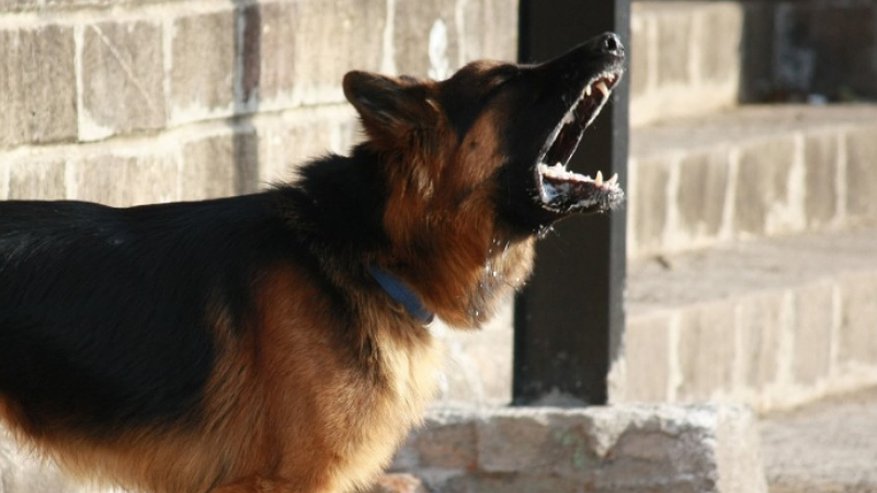 Главная картинка новости: В Кировской области овчарка напала на мужчину