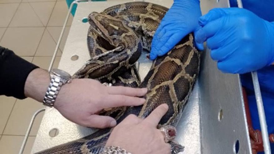 Главная картинка новости: В Кировской области вылечили питона, которого привезли на гастроли