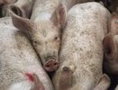 В Кирове запретили кормить свиней отходами из-за африканской чумы