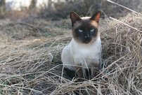 Кировские специалисты спасли кота от слепоты