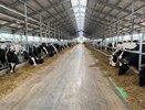 В четырех районах Кировской области построят молочные фермы