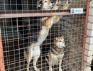 Большинство кировчан считает, что в России необходим закон о защите домашних животных