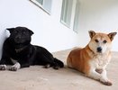 В Кировской области разработают проект приюта для собак и кошек за 8 млн