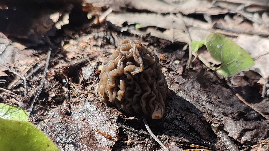 "Впервые так рано": в Кировской области пошли первые грибы