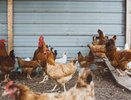В Кирове определили опасные зоны распространения птичьего гриппа: объявлен карантин