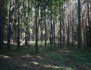 В Кировской области ребенок заболел боррелиозом после укуса клеща