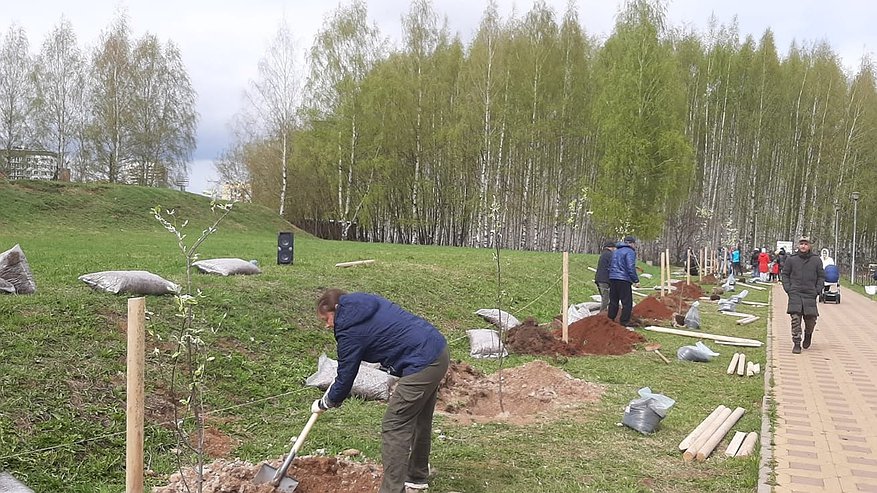 Главная картинка новости: На набережной Солнечного берега высадили аллею