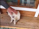 Кировские ветеринары достали из кота пять пуль: его обстреляли из пневматики