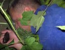 Кировские полицейские поймали пьяного водителя, который пытался спрятаться в кустах