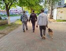 Кировчан хотят штрафовать за оставленные их питомцами фекалии