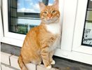 В Кировской области ветеринары помогли больному чумой коту