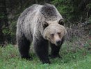 Сбор ягод закончился трагедией: в Кировской области на женщину напал медведь