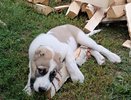 В Кировской области шестилетняя девочка пострадала от укуса собаки