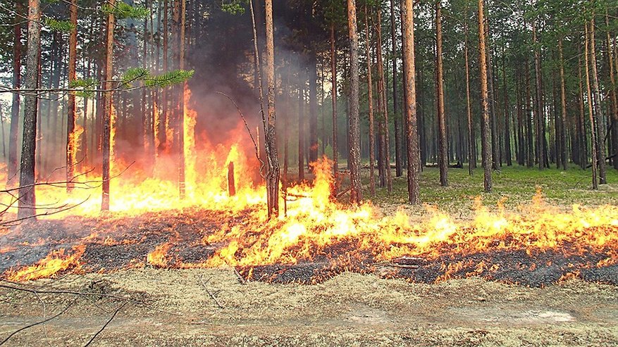Синоптики объявили о продлении высокой пожароопасности в Кировской области