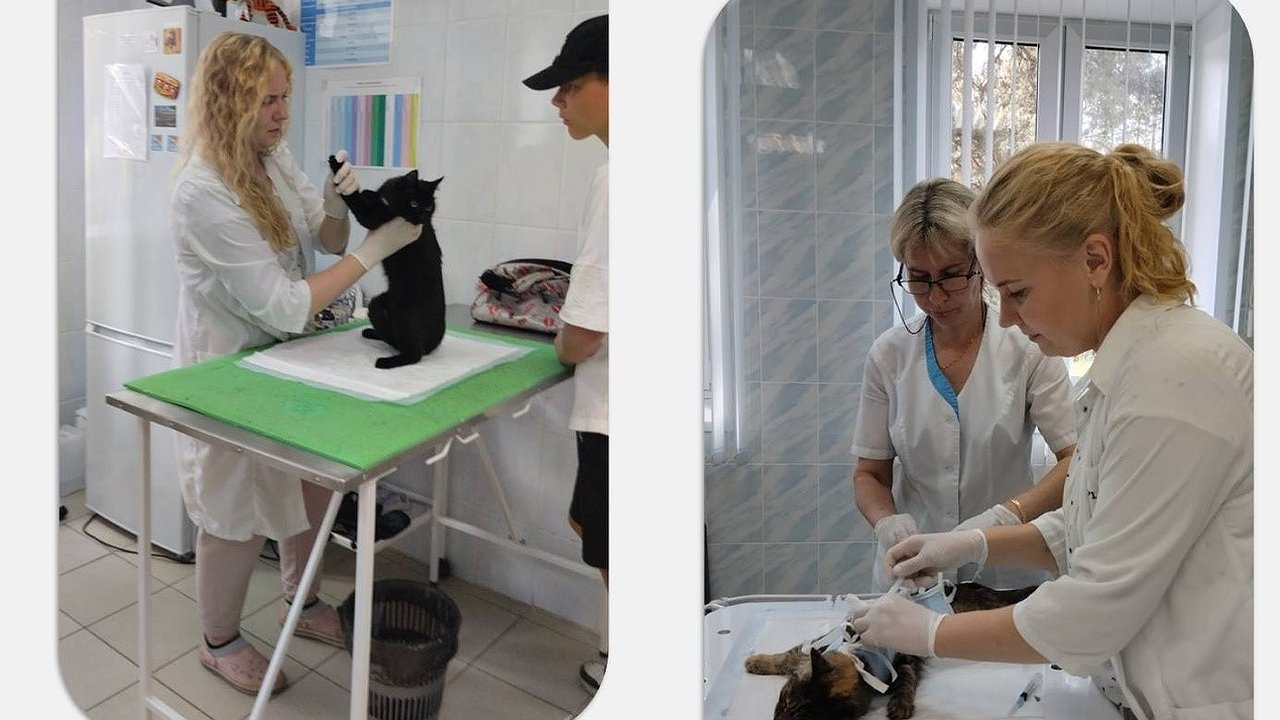 Главная картинка новости: В Кирове ветеринар помогла котенку, которого подростки закидали кирпичами