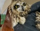 Не могла взлететь из-за сломанного крыла: кировский ветеринар помогла болотной сове