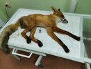 В Кирове помогают лисенку, которого сбили на дороге: у животного переломы таза и рваная рана до хвоста