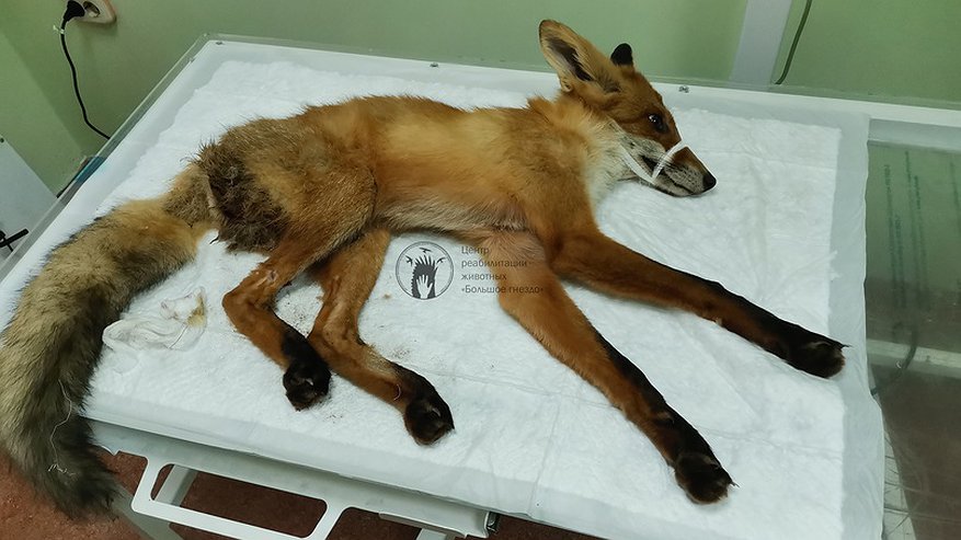 Лис чувствует себя лучше: кировские волонтеры спасают животное, которое попало в ДТП