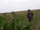 Охотникам Кировской области выплатили 1,5 млн рублей за добычу волков