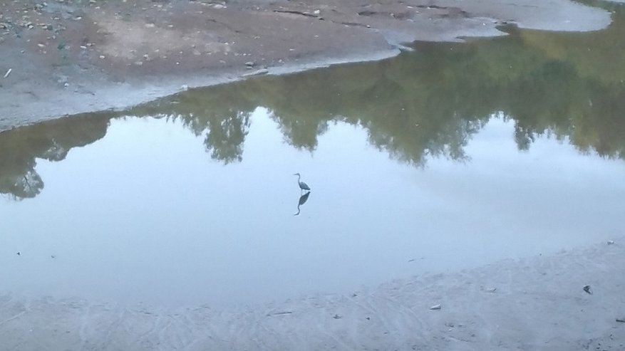 "Сидит цапля без воды и рыбы": как выглядит пруд у цирка спустя пару месяцев после начала ремонта