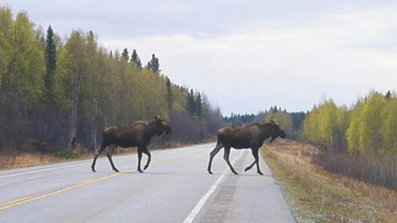 Главная картинка новости: В Кировской области открылась охота на лося «на реву»