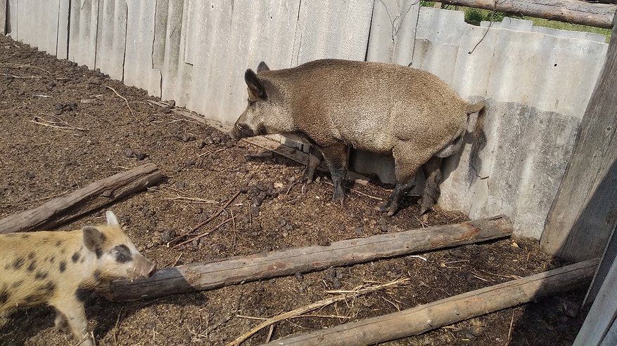В Санчурском районе ввели карантин из-за африканской чумы свиней