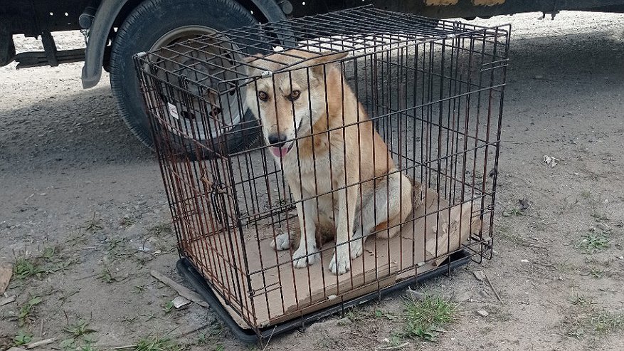 "Ну наконец-то!": собаку, которая покусала 6-летнюю девочку в Омутнинске, поймали