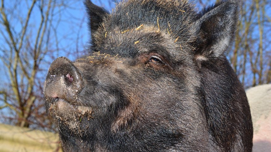 Эксперты оценили обстановку по африканской чуме свиней в Кировской области