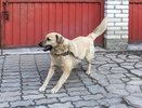 В Кирове собака покусала мальчика, оставив ему рану в области рта