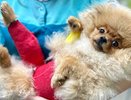 В Кирове помогли щенку, у которого оторвалось сухожилие от кости после прыжка