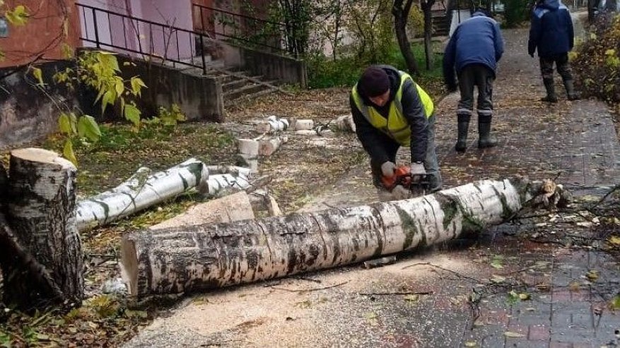 Ветер повалил свыше 30 деревьев в Кирове
