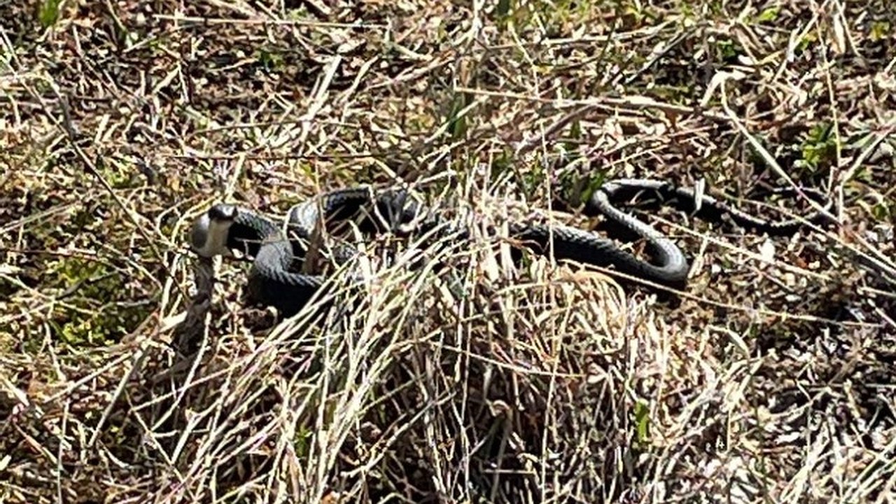 Главная картинка новости: Девять кировчан угодили в больницу после укусов змей