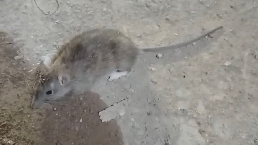 Главная картинка новости: Крысы размером с котенка и стаи комаров: как живут жильцы дома на Красина в Кирове с фекальным болотом