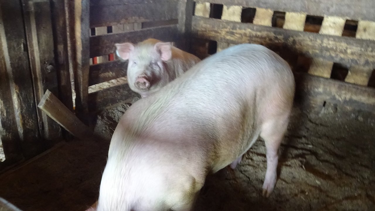 Главная картинка новости: В шести населенных пунктах Кировской области содержат неправильных свиней