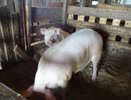 В шести населенных пунктах Кировской области содержат неправильных свиней