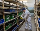 Кировчане открыли ферму насекомых