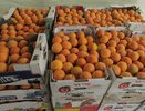 В Киров привезли тонну зараженных апельсинов