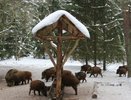 В ноябре под колесами кировских автомобилистов погибли 9 диких животных