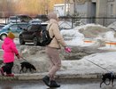 Кировчанам напомнили, куда обращаться при обнаружении животных без хозяев