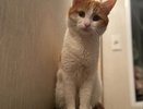 Жители Кирова выйдут на поиски кота Твикса, которого выкинула проводница поезда