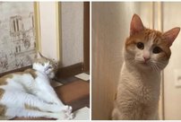 РЖД опубликовали обращение: проводникам запретят высаживать животных из поезда после гибели кота Твикса