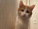 Питомец, о котором узнала вся Россия: депутат госдумы высказался об инциденте с котом Твиксом
