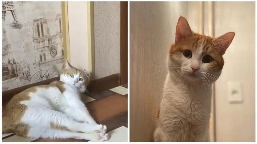 РЖД опубликовали обращение: проводникам запретят высаживать животных из поезда после гибели кота Твикса