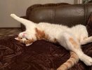 В Кирове может появиться памятник погибшему коту Твиксу
