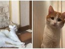 Кировские власти прокомментировали трагическую историю, в которой погиб кот Твикс
