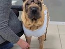 Кировские ветеринары помогли собаке, которая месяц жила с острым воспалением матки